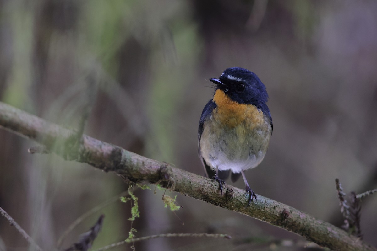 Snowy-browed Flycatcher - Hao Zheng