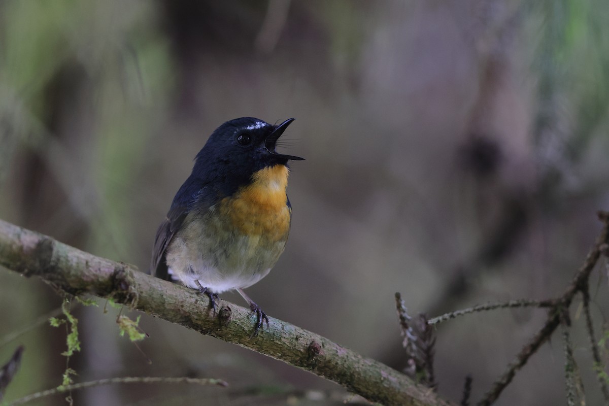 Snowy-browed Flycatcher - ML618815530