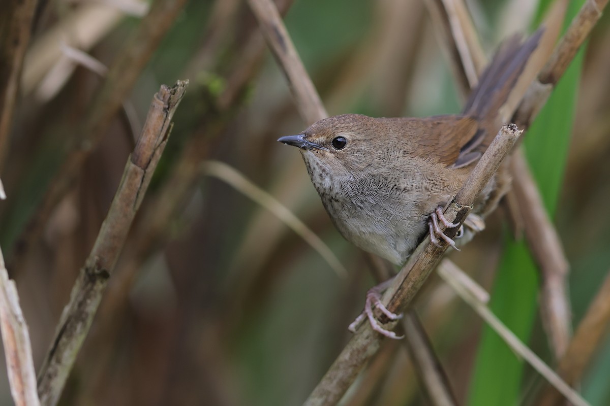Taiwan Bush Warbler - ML618815543