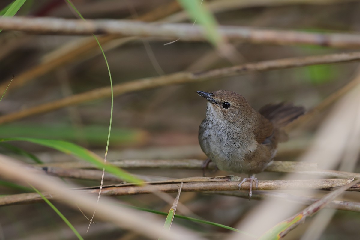 Taiwan Bush Warbler - Hao Zheng