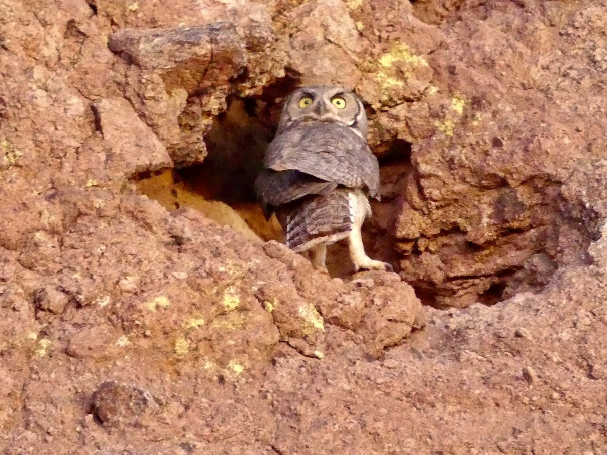 Great Horned Owl - Dennis Wolter