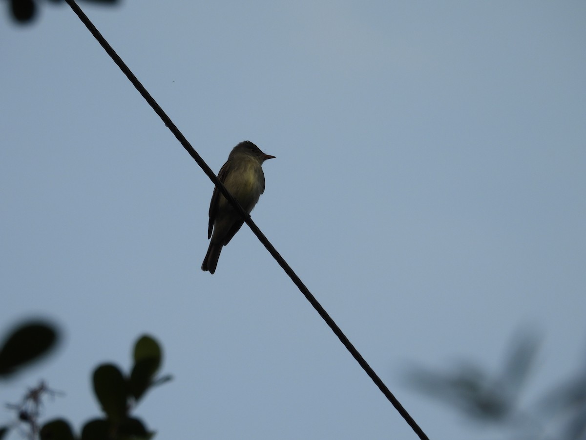 Eastern Wood-Pewee - Jesus A