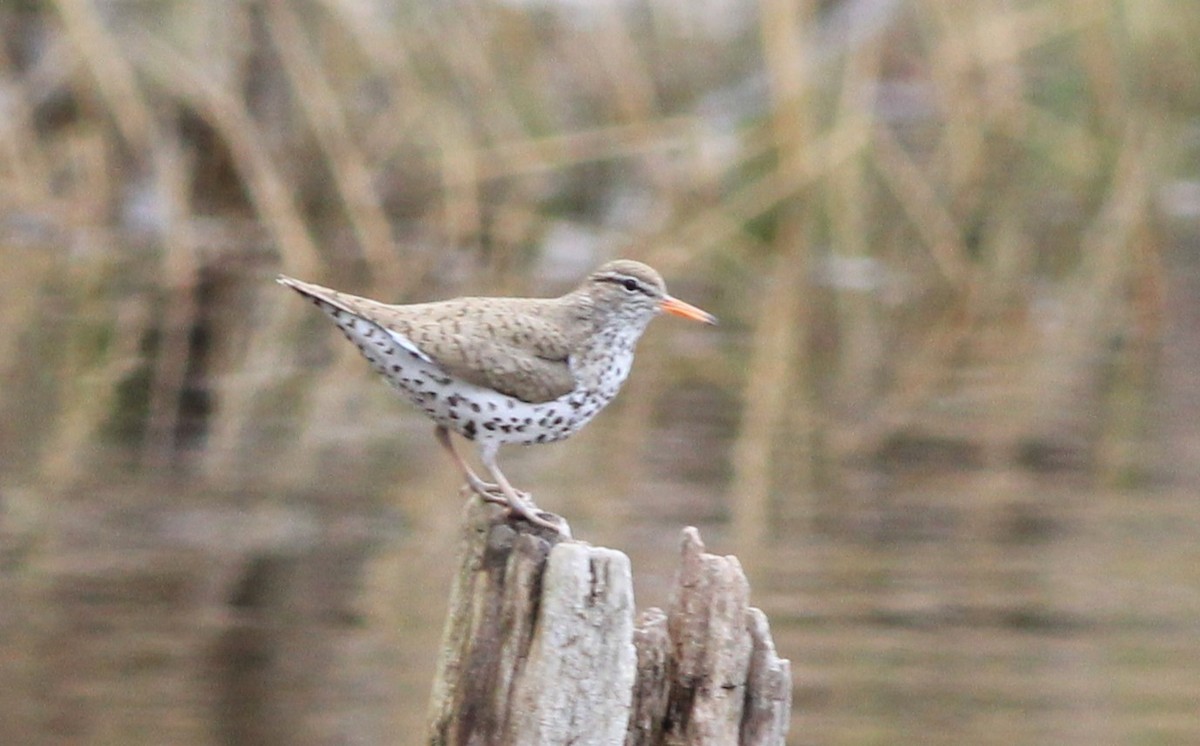 Spotted Sandpiper - Harold Forsyth