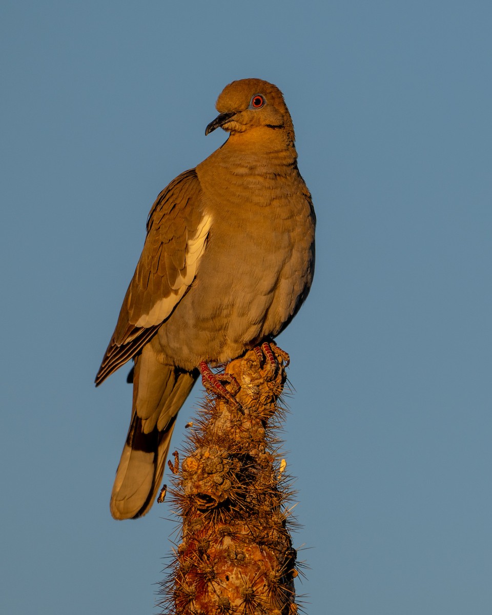 White-winged Dove - ML618815583