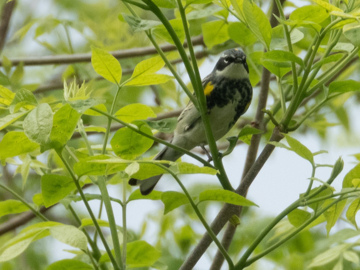 Yellow-rumped Warbler - Ann Larson