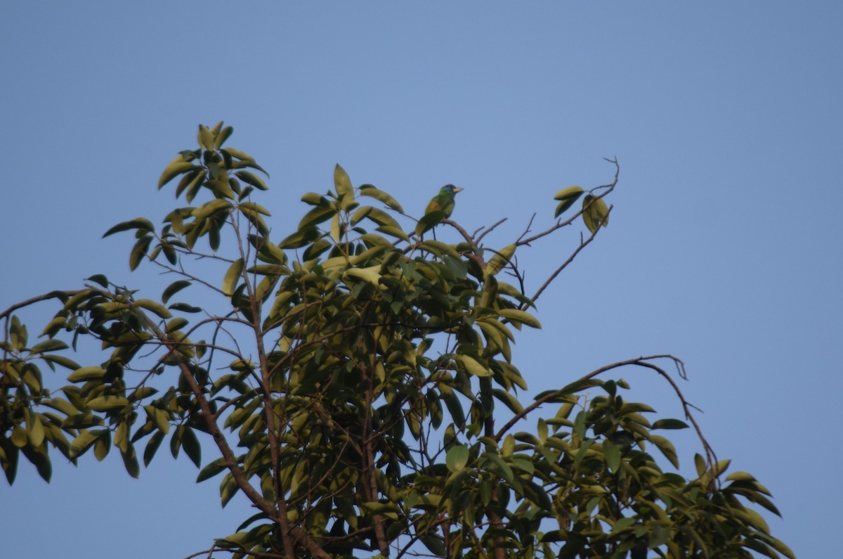 Blue-throated Barbet - Rabin Gautam