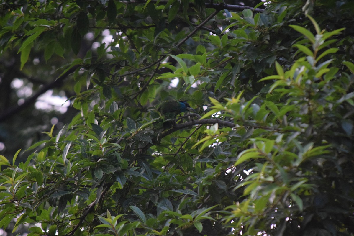 Blue-throated Barbet - Rabin Gautam