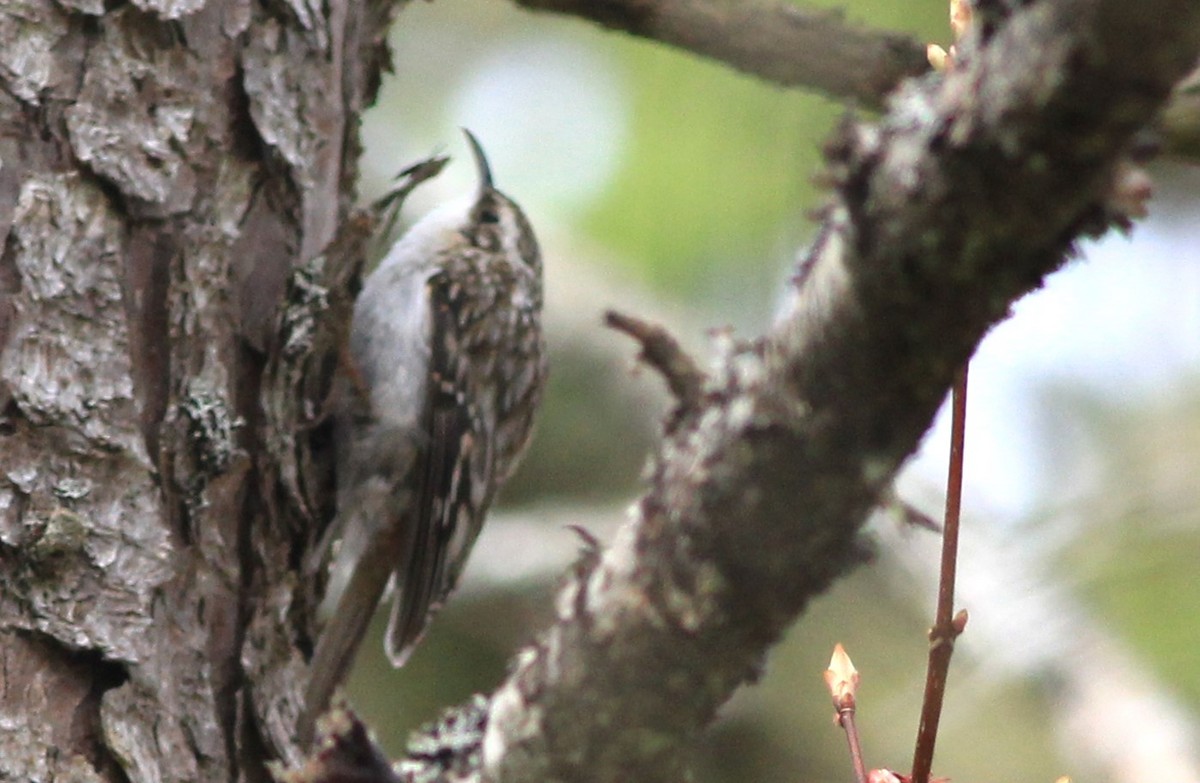 Brown Creeper - Harold Forsyth