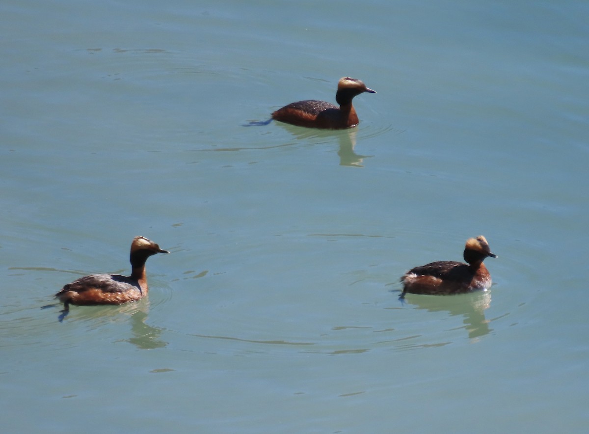 Horned Grebe - David Parratt