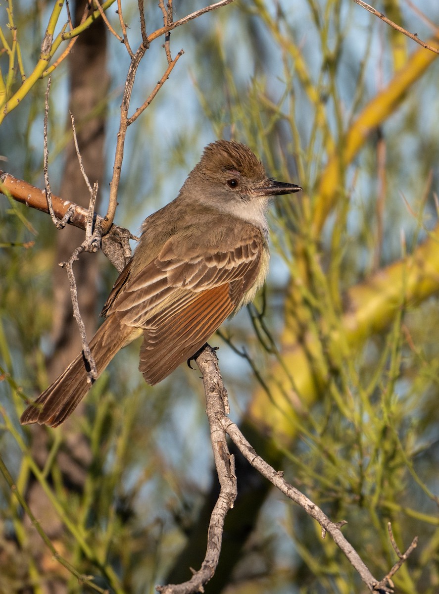 Brown-crested Flycatcher - ML618815618