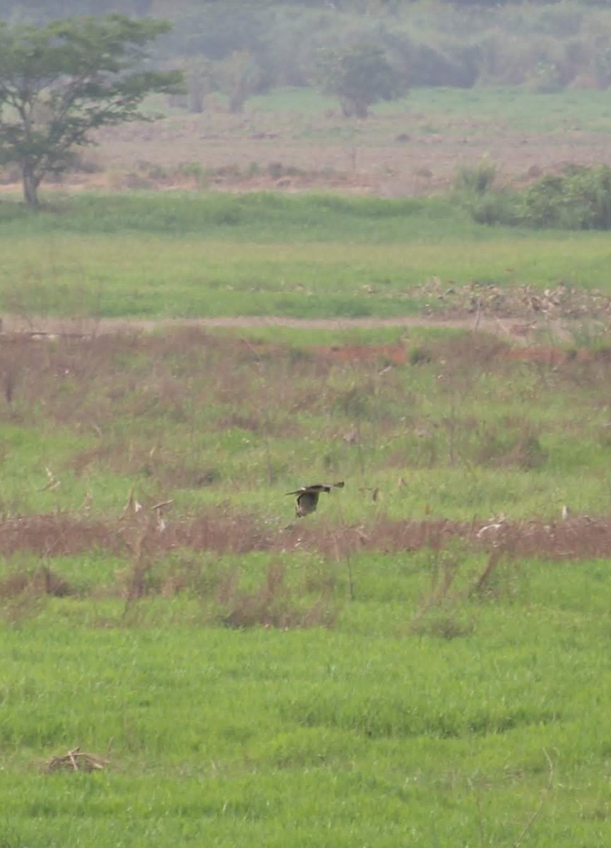 Long-winged Harrier - Paul 🐈🔭🦜 Rodríguez @elpuma