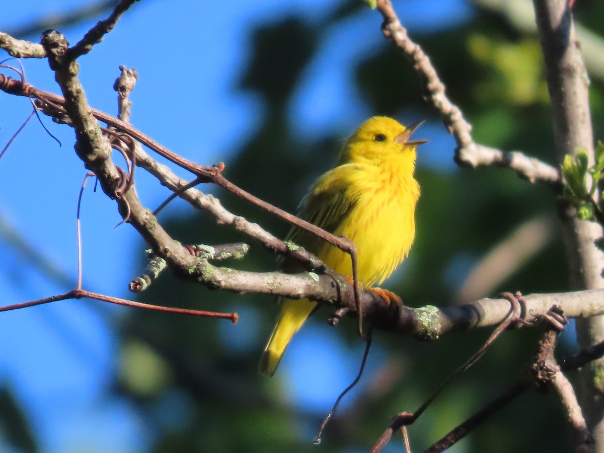 Paruline jaune (groupe aestiva) - ML618815625