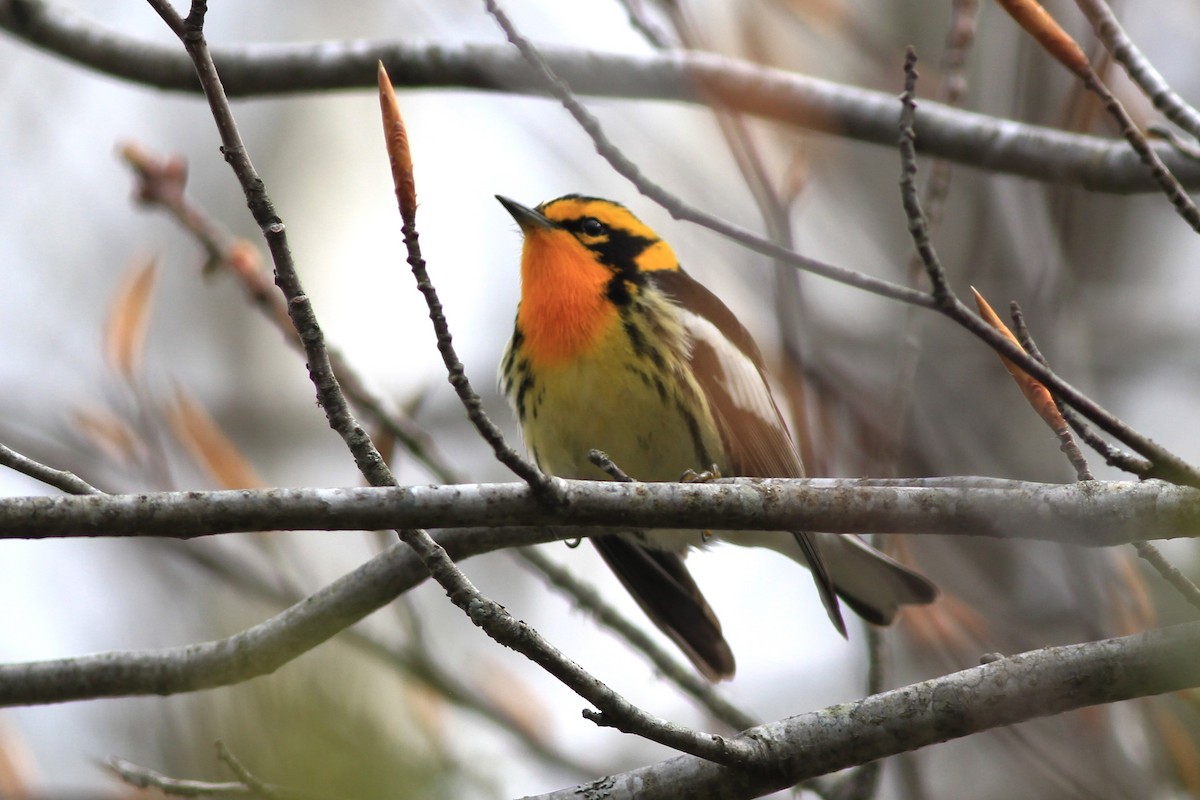 Blackburnian Warbler - Harold Forsyth