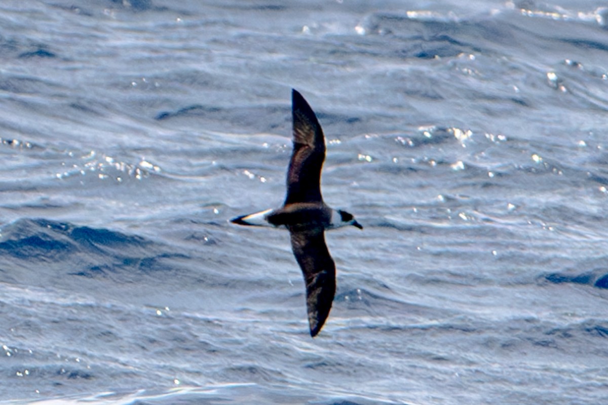 Black-capped Petrel (White-faced) - Tanya Smythe