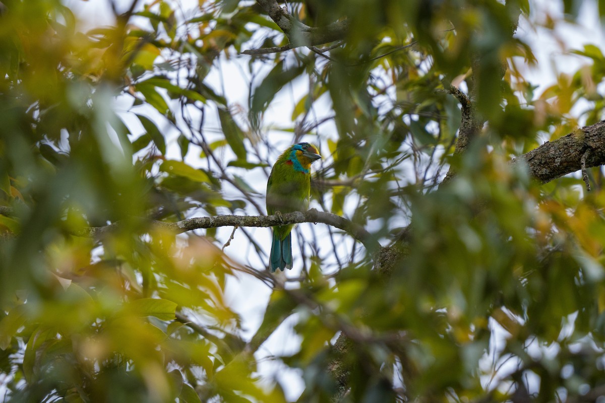 Schwarzbrauen-Bartvogel - ML618815634