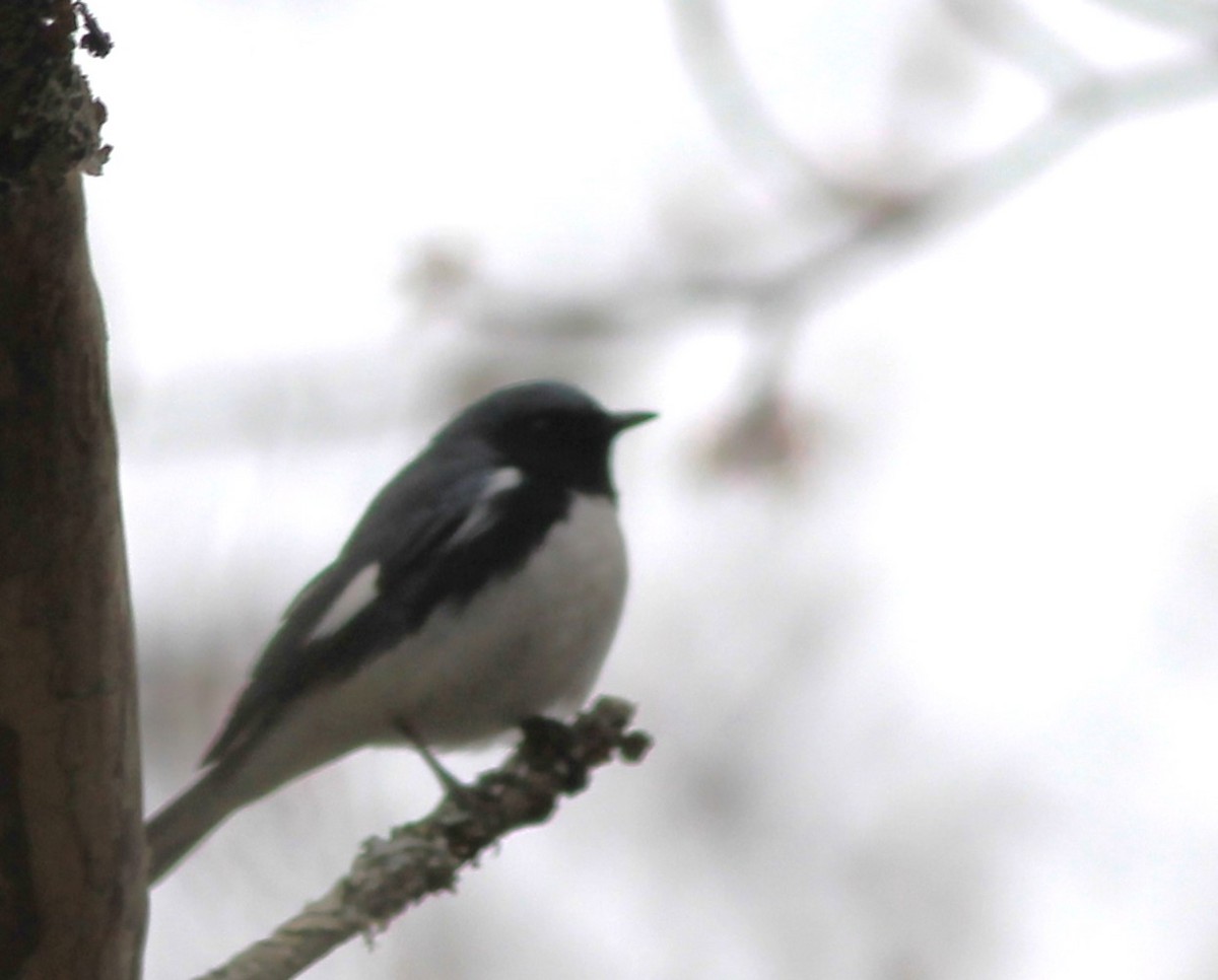 Black-throated Blue Warbler - Harold Forsyth