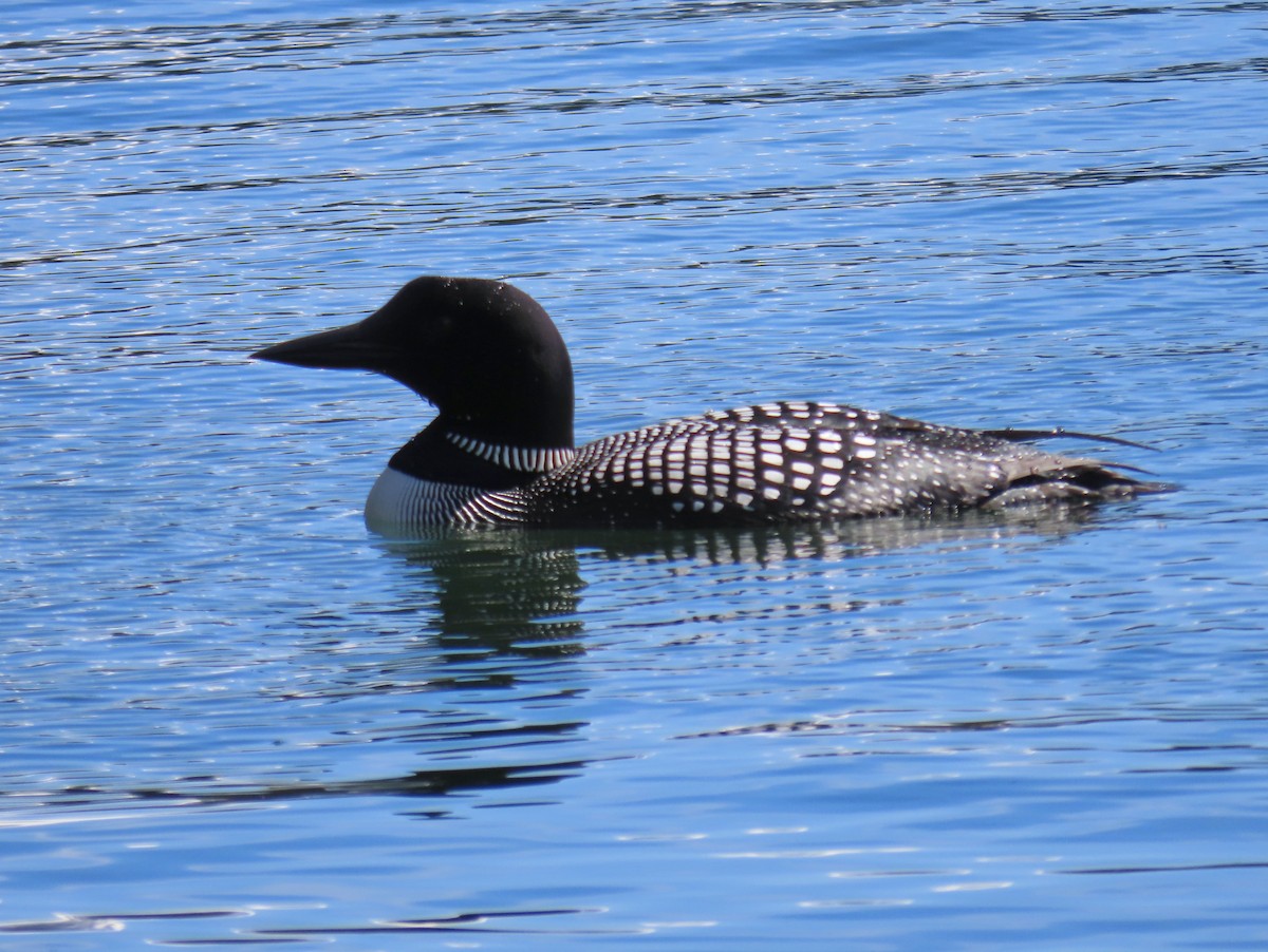 Common Loon - ML618815651