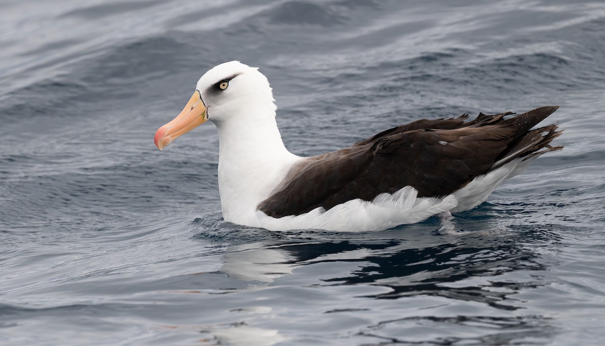 Black-browed Albatross (Campbell) - Miguel  Mejias