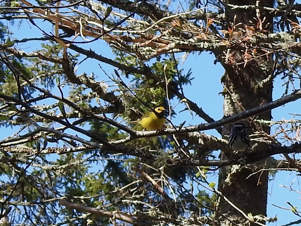 Hooded Warbler - Beatrix Kohlhaas