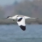 Pied Avocet - ML618815667