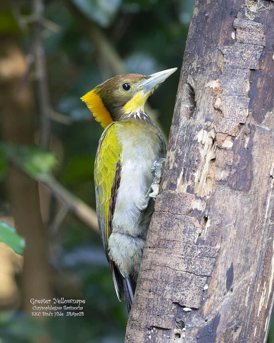 Greater Yellownape - Kenneth Cheong