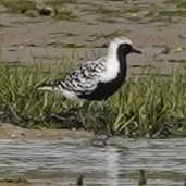 Black-bellied Plover - Szymon  Bzoma