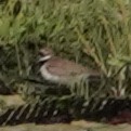 Little Ringed Plover - ML618815688