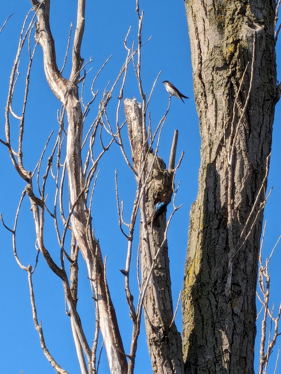 Tree Swallow - Raymond Belhumeur