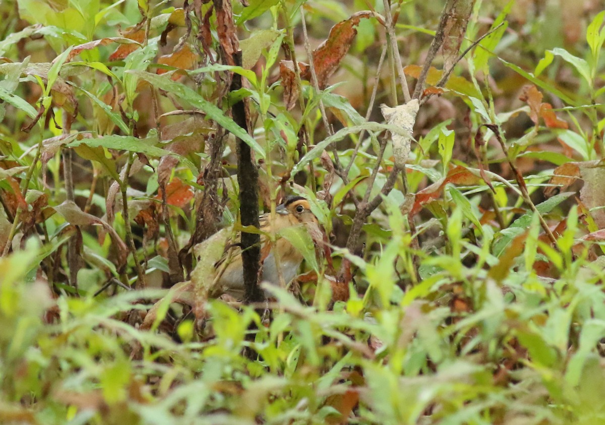 Nelson's Sparrow - Bence Kokay