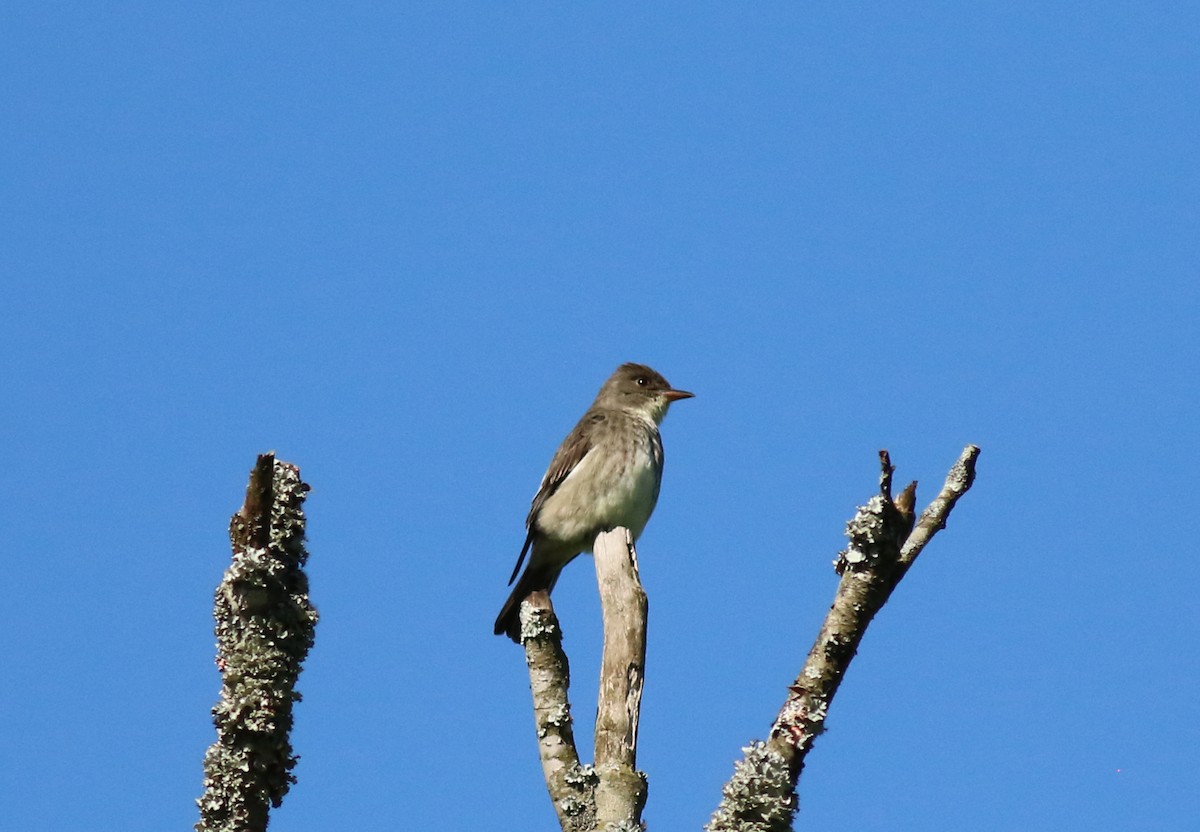 Olive-sided Flycatcher - Bence Kokay