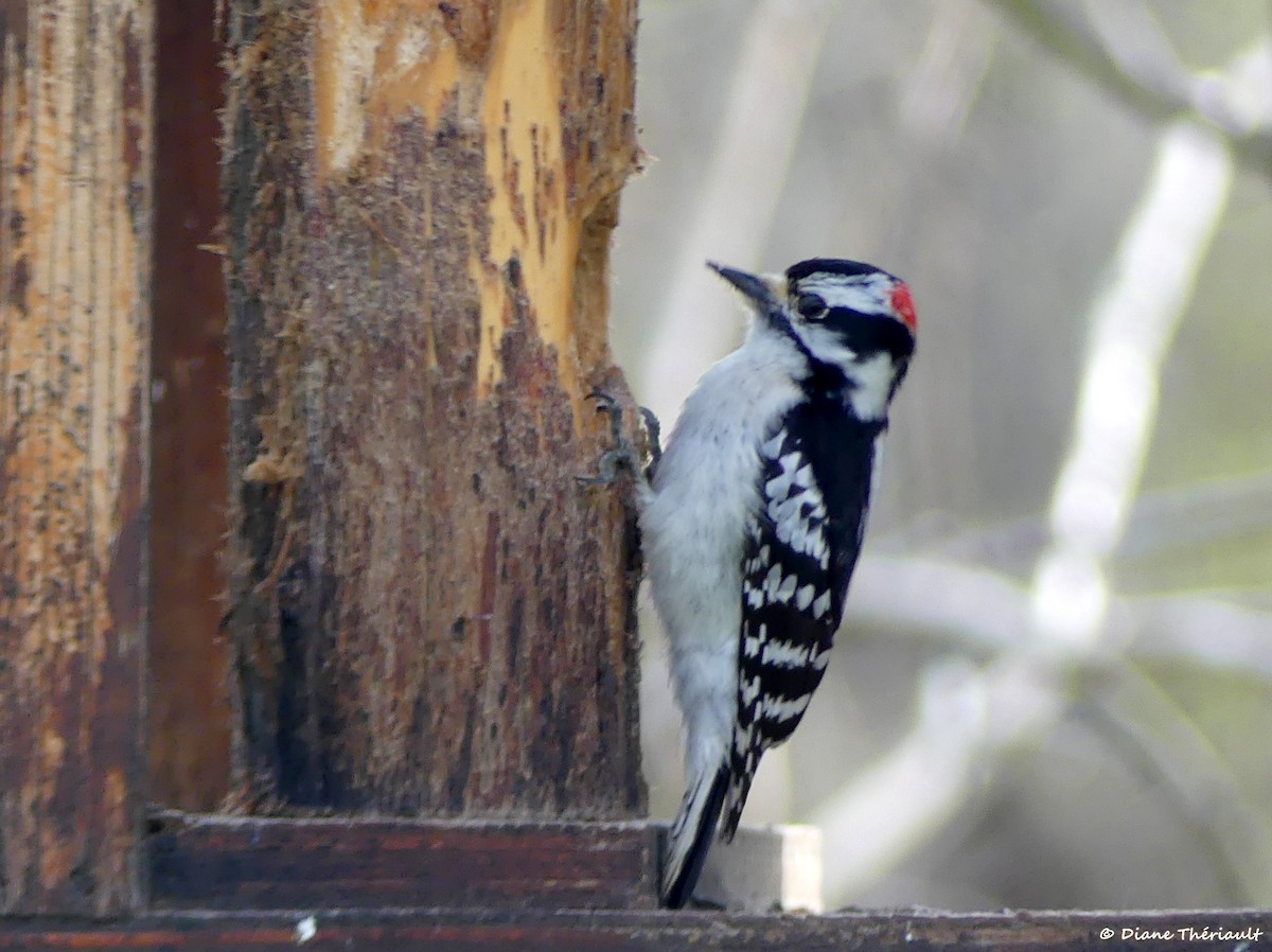 Downy Woodpecker - ML618815733