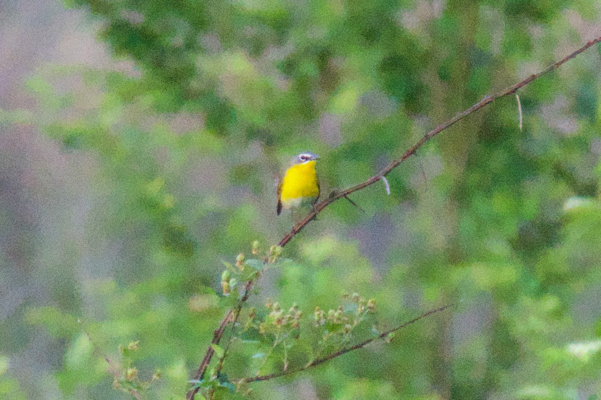 Yellow-breasted Chat - Jin Bai