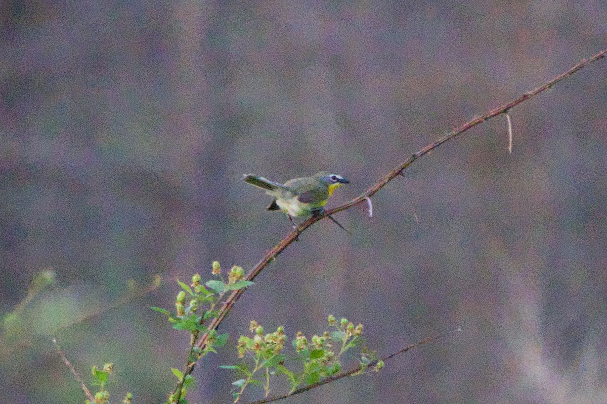 Yellow-breasted Chat - Jin Bai