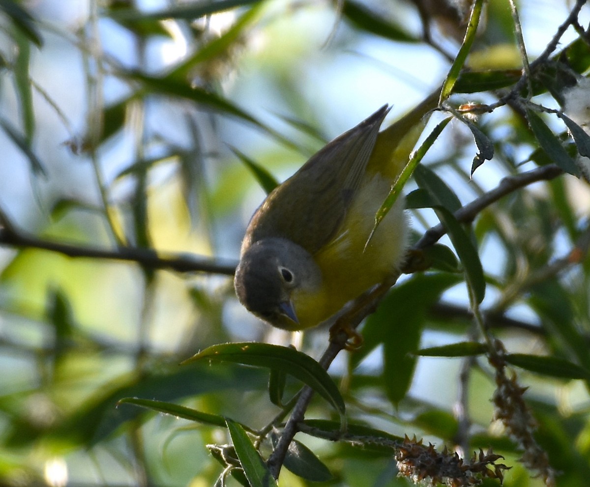 Nashville Warbler - John Lynch