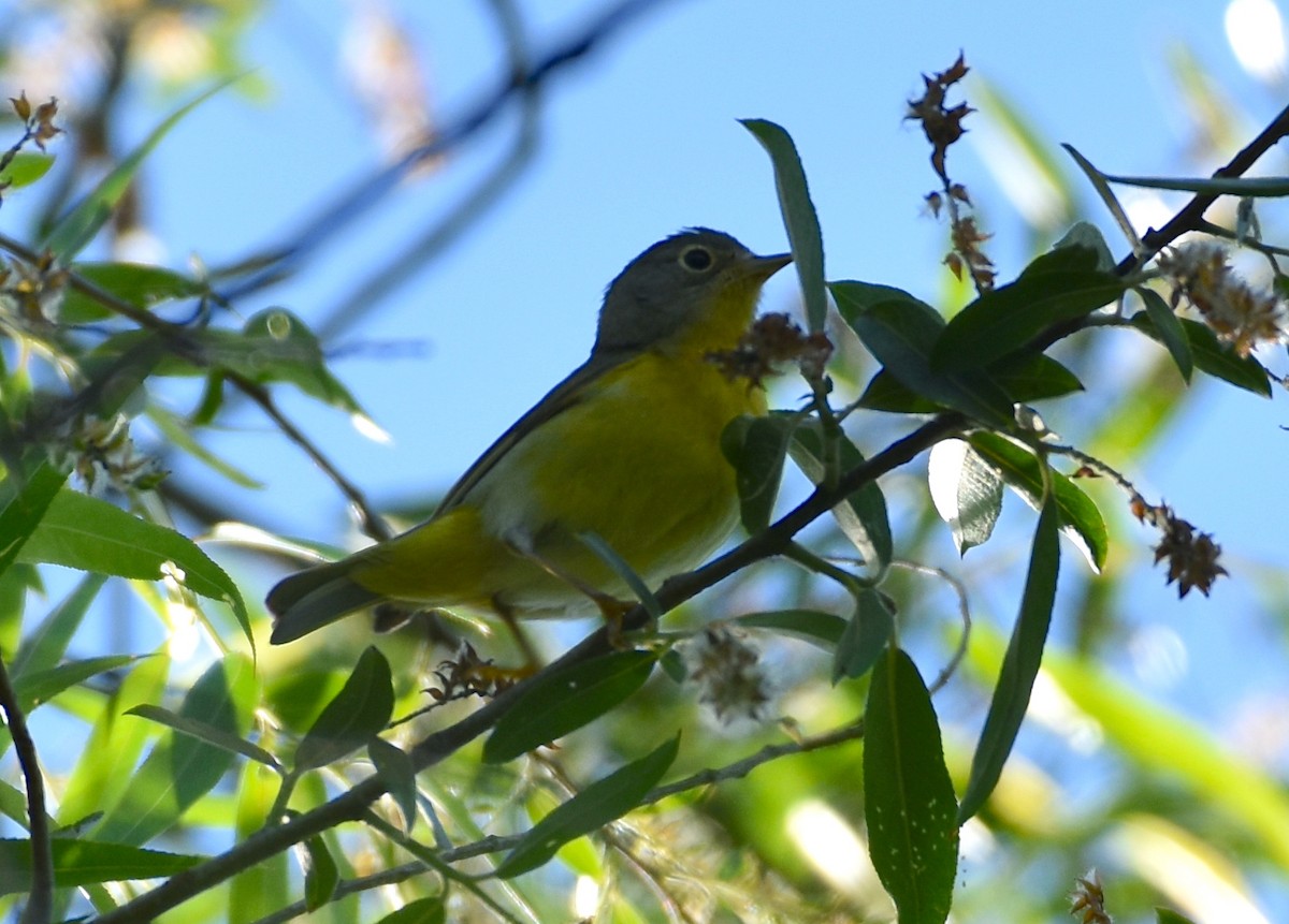 Nashville Warbler - John Lynch