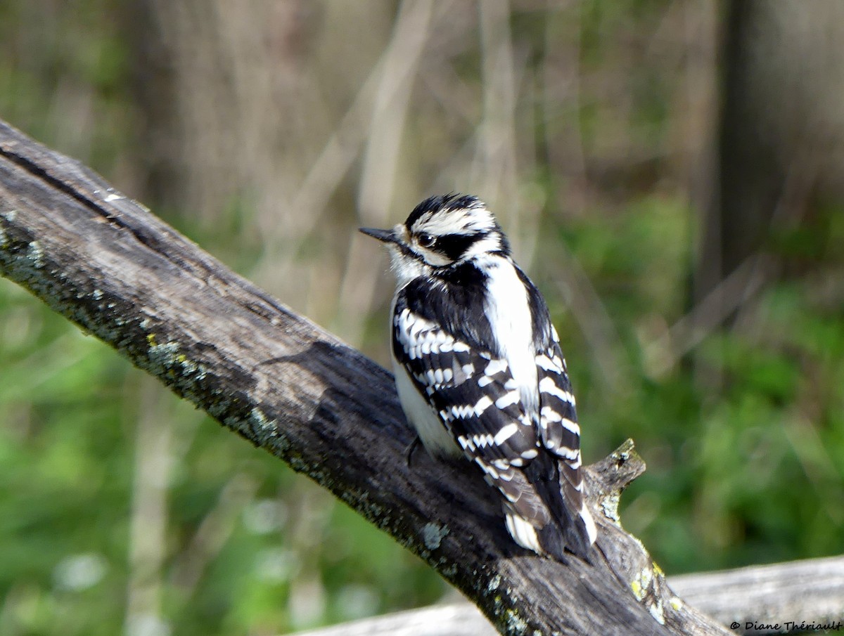Downy Woodpecker - ML618815741