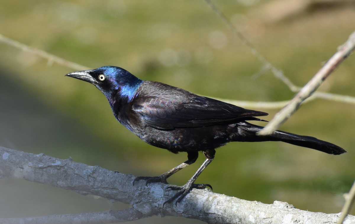 Common Grackle - John Lynch