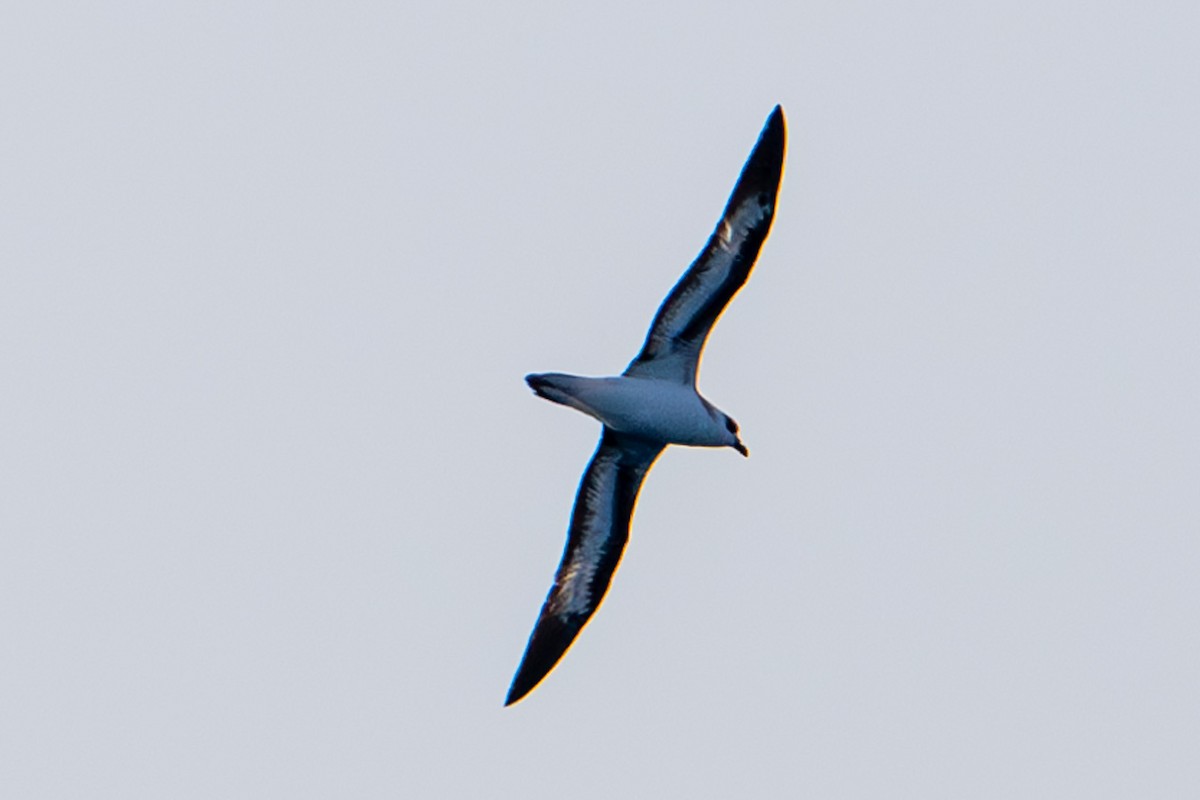 Black-capped Petrel (White-faced) - Tanya Smythe