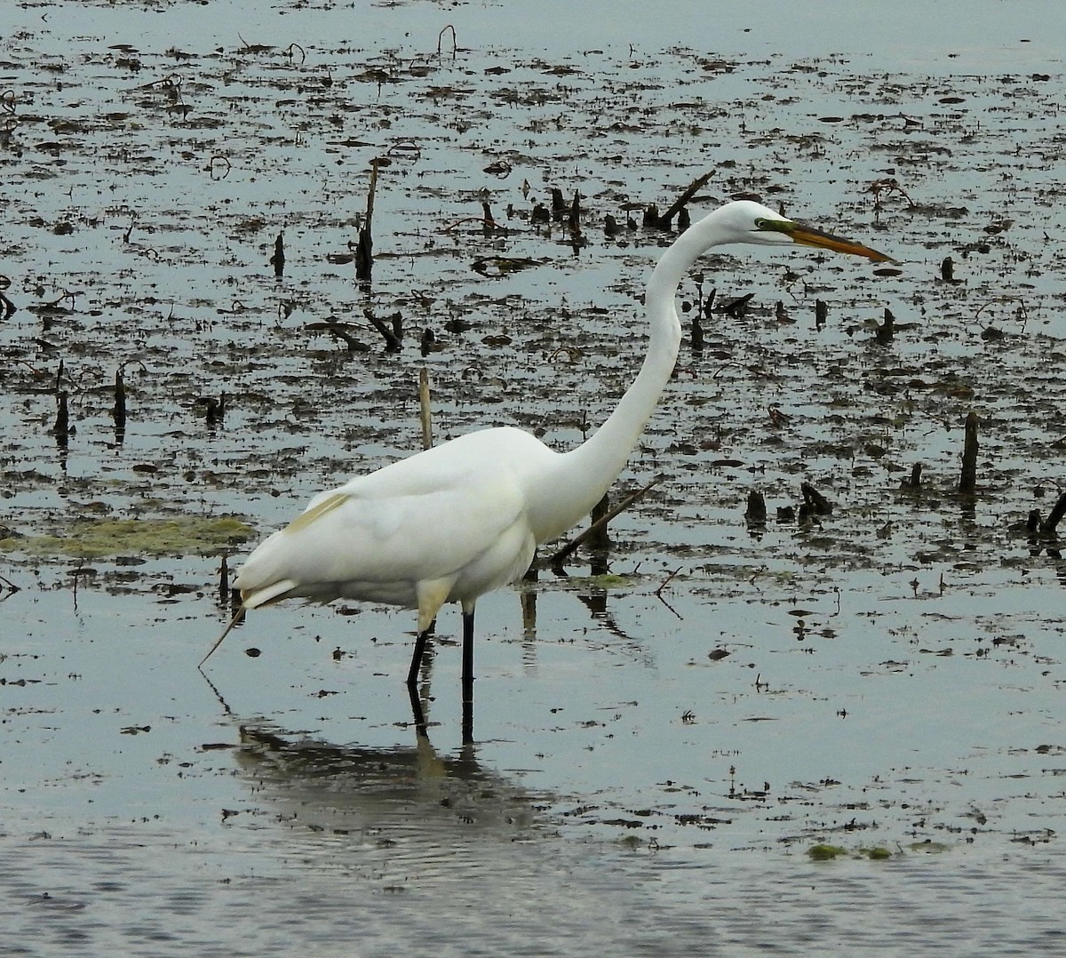 Great Egret - ML618815750