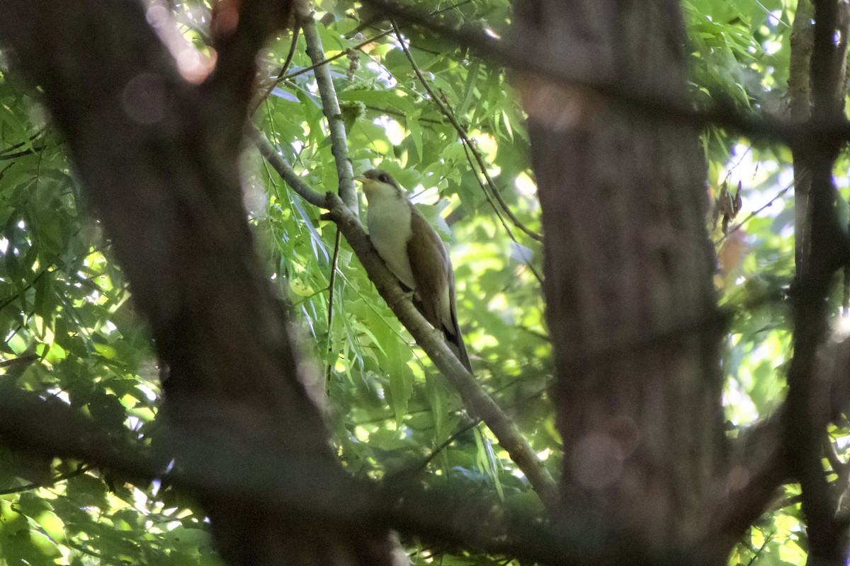 Yellow-billed Cuckoo - ML618815751