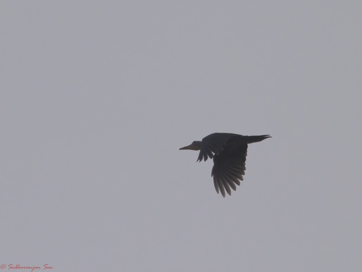 Great Slaty Woodpecker - Subharanjan Sen