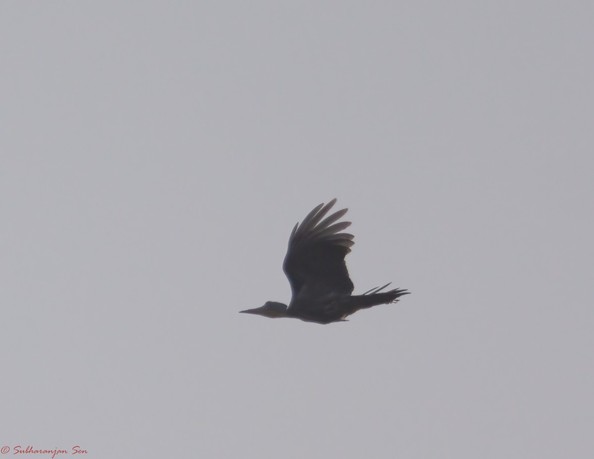 Great Slaty Woodpecker - Subharanjan Sen