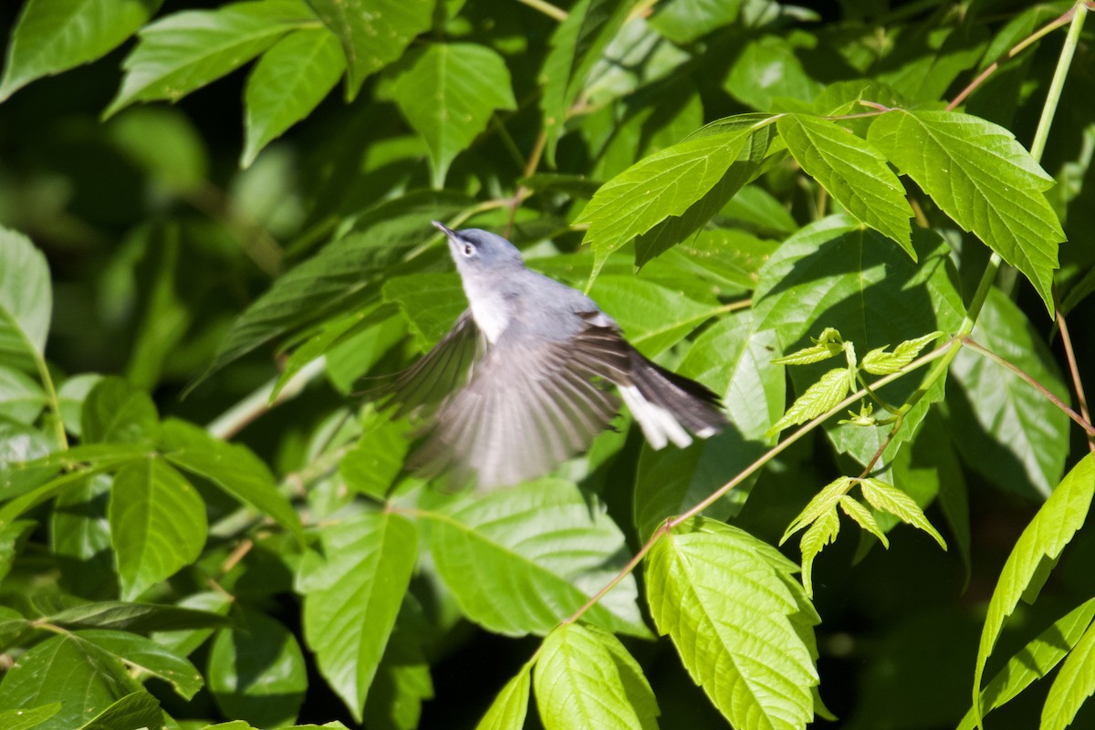 Blue-gray Gnatcatcher - ML618815770