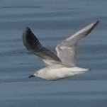 Slender-billed Gull - Szymon  Bzoma