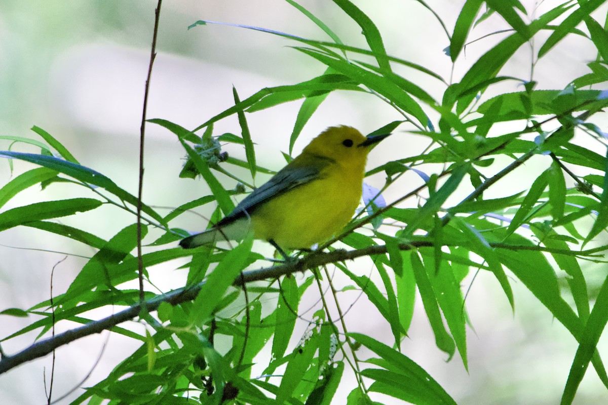 Prothonotary Warbler - Jin Bai