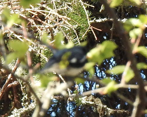 Black-throated Blue Warbler - Beatrix Kohlhaas