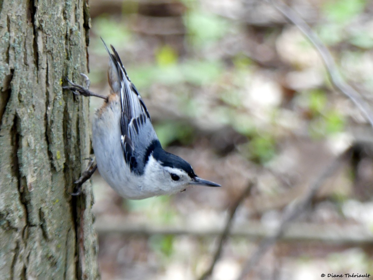 White-breasted Nuthatch - Diane Thériault