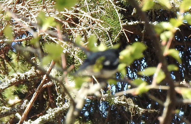 Black-throated Blue Warbler - Beatrix Kohlhaas