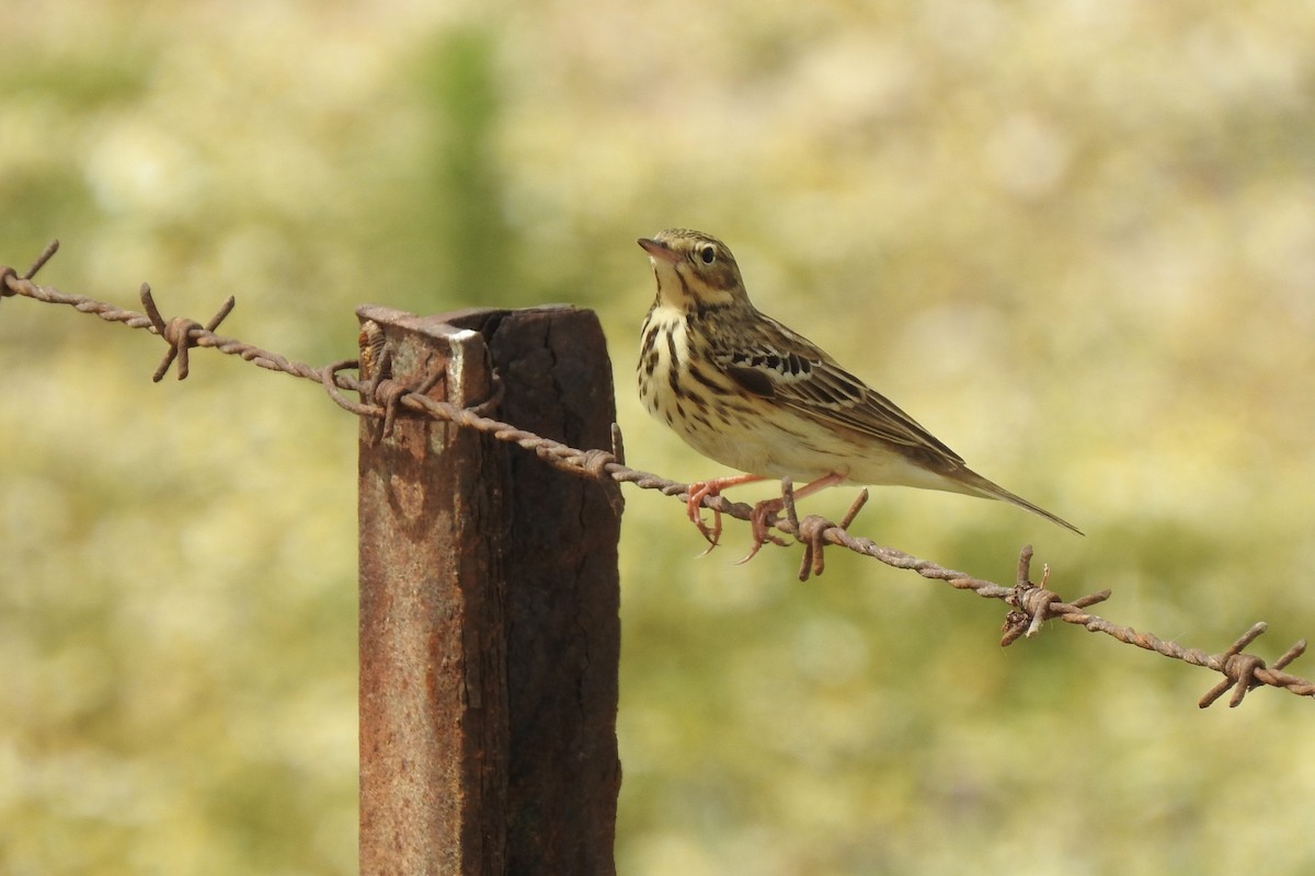 Tree Pipit - Luca Bonomelli