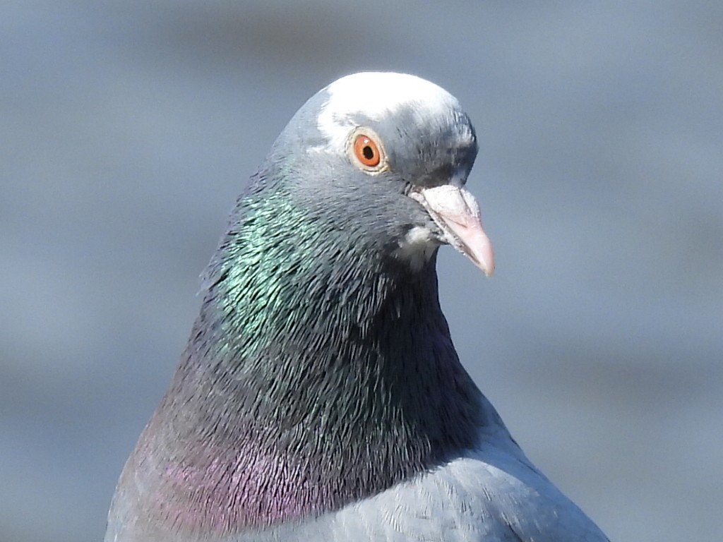 Rock Pigeon (Feral Pigeon) - Gerald Moore